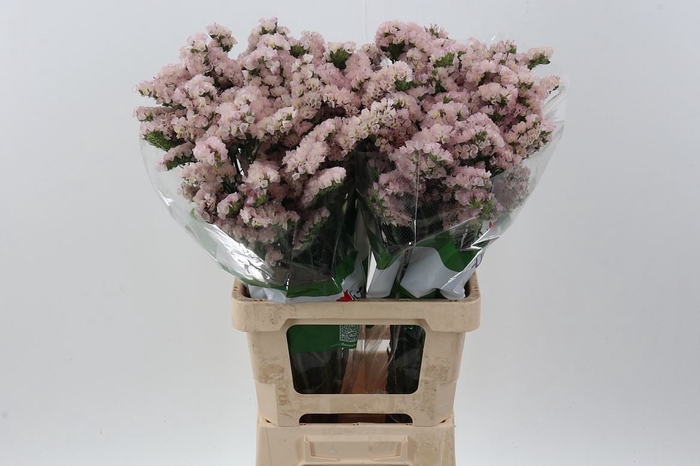 <h4>Limonium sinuatum 'Apricot Sun Bir'</h4>