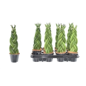 Sansevieria cylindrica