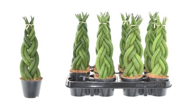 <h4>Sansevieria cylindrica</h4>