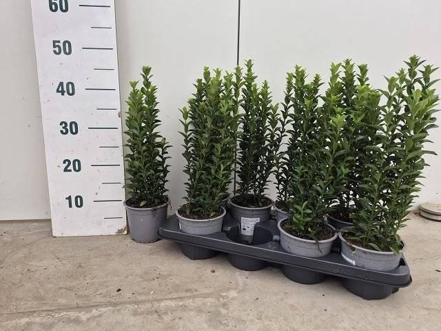 <h4>Euonymus Jap Green Spire</h4>