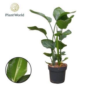 Strelitzia nicolai