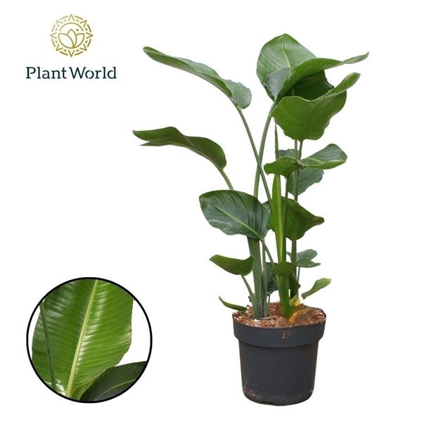 <h4>Strelitzia nicolai</h4>