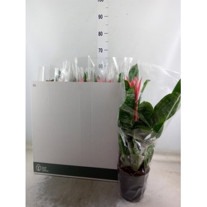 Aechmea fasciata 'Primera'