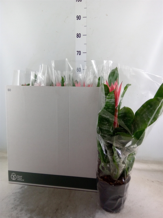 <h4>Aechmea fasciata 'Primera'</h4>