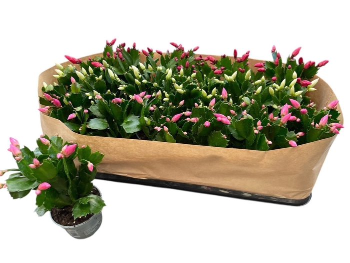 <h4>SCHLUMB GEM 3 KL</h4>