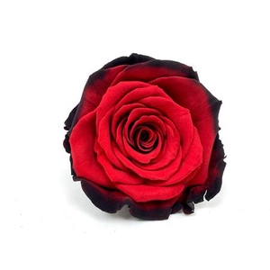PRESERVED ROSA LL BIC 63