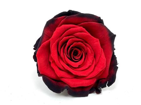 <h4>PRESERVED ROSA LL BIC 63</h4>