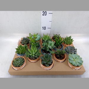 Succulents   ...