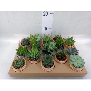 Succulents   ...