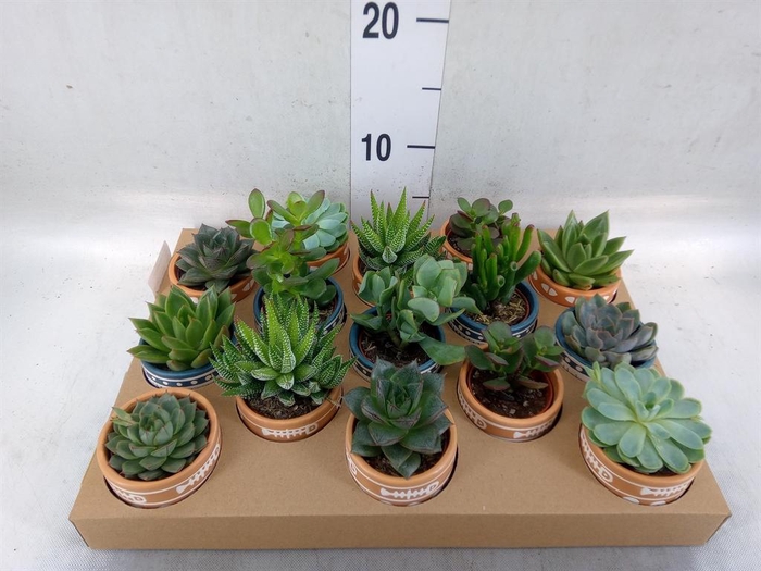 <h4>Succulents   ...</h4>