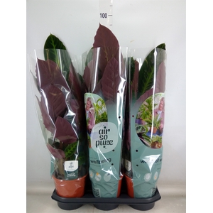 Calathea warscewiczii