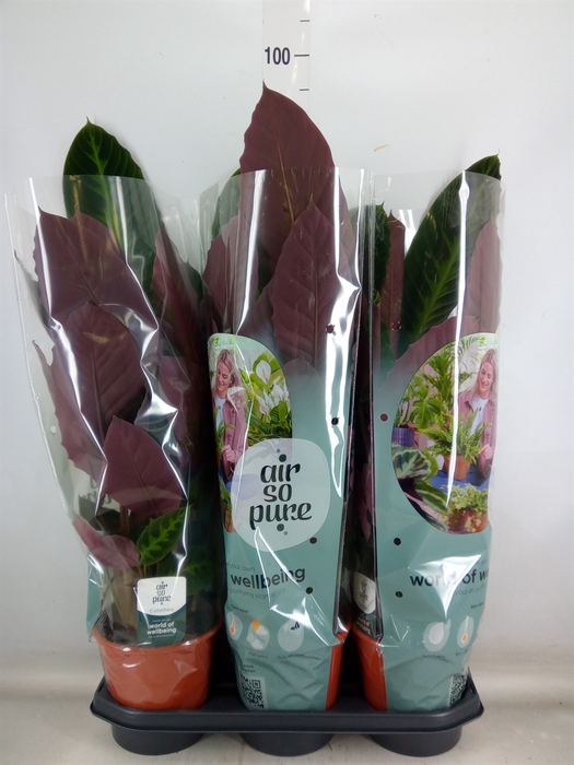 <h4>Calathea warscewiczii</h4>