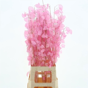 SNIJBLOEMEN KLB H%