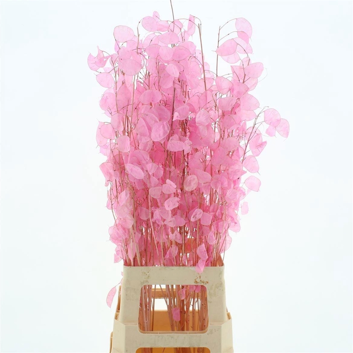 <h4>SNIJBLOEMEN KLB H%</h4>