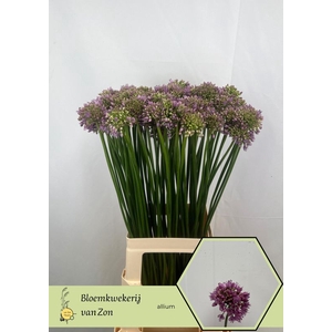 ALLIUM SENESCENS