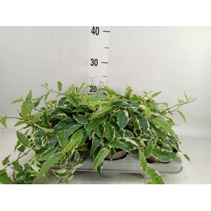 Ficus sagittata