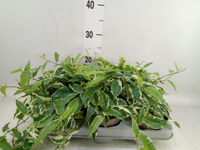 <h4>Ficus sagittata</h4>