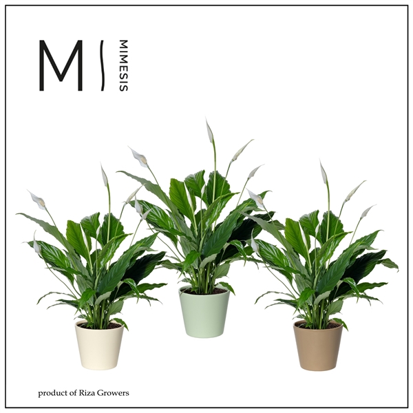 <h4>Mimesis Spathiphyllum Sweet Chico - 13 cm in Amanda keramiek</h4>