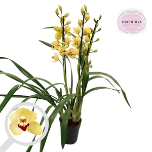 Cymbidium geel 3 tak