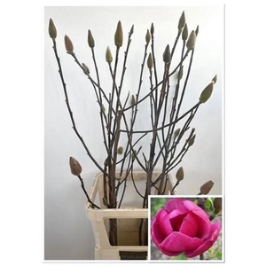 Magnolia Hot Pink Xxl