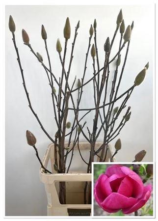 <h4>Magnolia Hot Pink Xxl</h4>