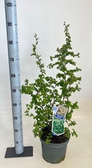 <h4>CORYLUS AVELLANA</h4>