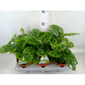Monstera adansonii 'Aurea'