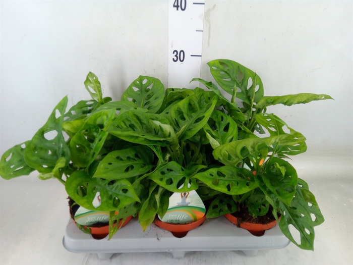 <h4>Monstera adansonii 'Aurea'</h4>
