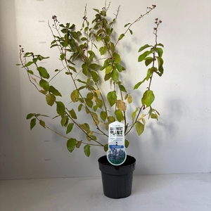 Ceanothus x delilianus Gloire de V