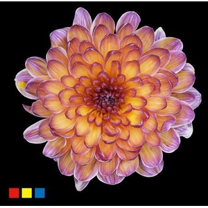 Chr T Altaj Butterfly