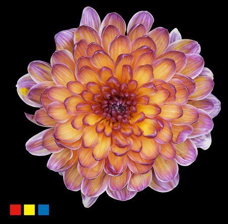 <h4>Chr T Altaj Butterfly</h4>