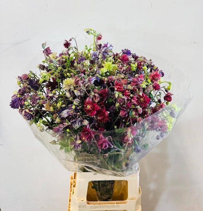 <h4>AQUIL GEM BS</h4>