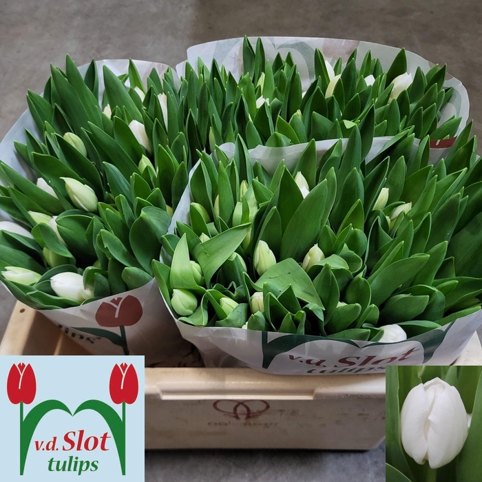 <h4>TU EN ROYAL VIRGIN</h4>