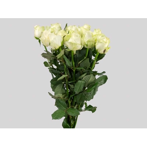 ROSA ADVANCE 040 CM