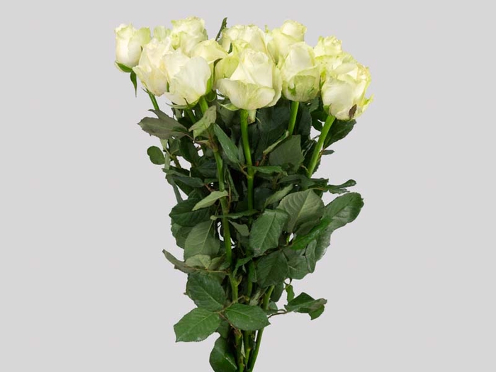 ROSA ADVANCE 050 CM