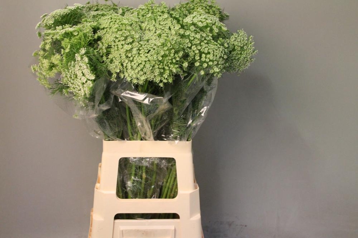 <h4>Ammi Visnaga</h4>