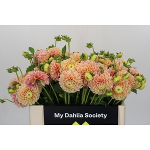 Dahlia Sweet Suzanne