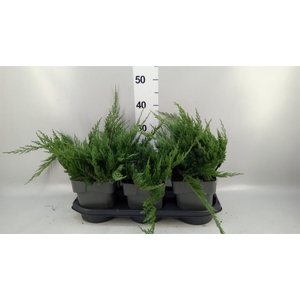 Juniperus horizont. 'Blue Chip'