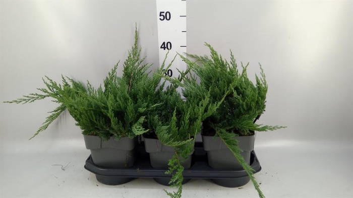 <h4>Juniperus horizont. 'Blue Chip'</h4>