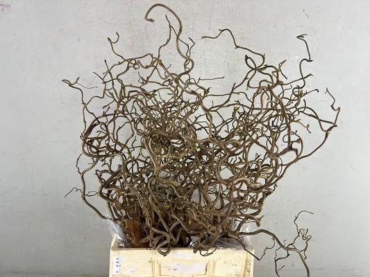 <h4>Corylus (2-jarig)</h4>