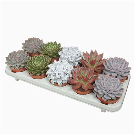 <h4>Echeveria Gemengd Luxe</h4>