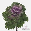 Brassica ksenia