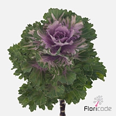 Brassica ksenia