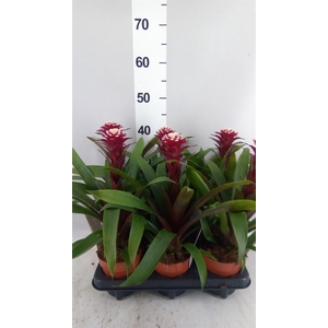 Guzmania  'Francesca'