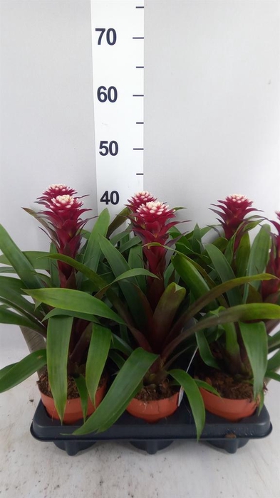 <h4>Guzmania 'Francesca'</h4>