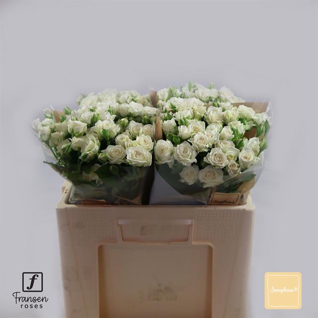 <h4>Rosa spray josephine</h4>