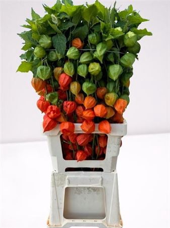 Physalis Lampion Tak