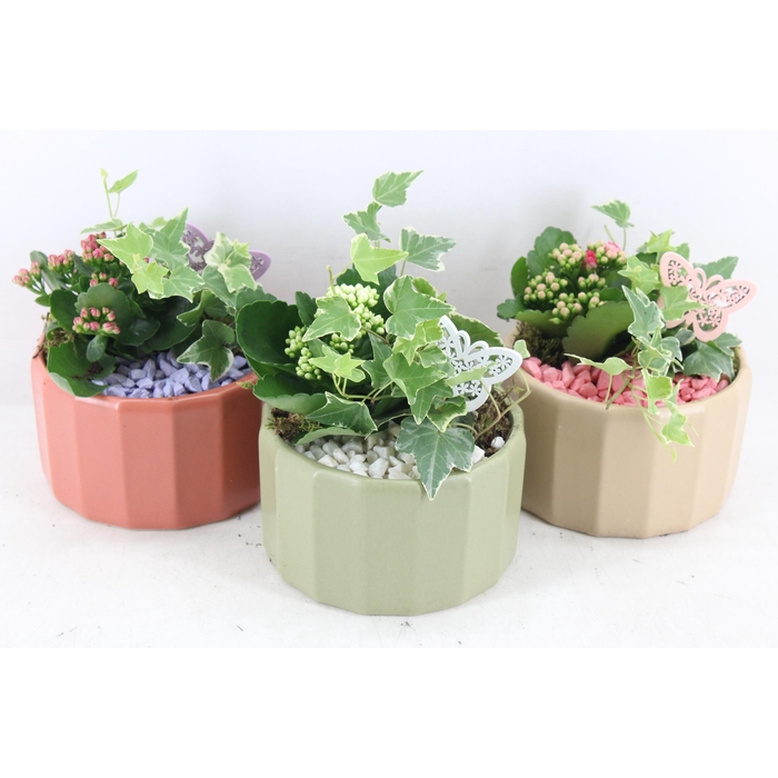 <h4>Arr2 Pl - Ker. Pot Tri Color Mix X3</h4>