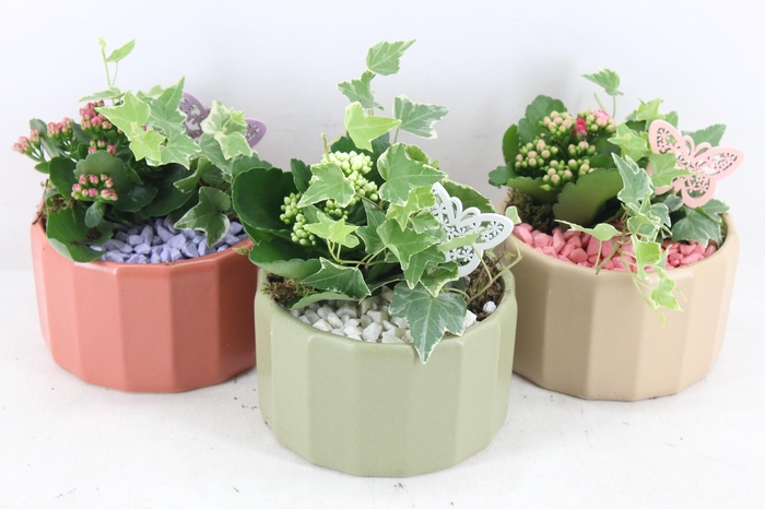 Arr2 Pl - Ker. Pot Tri Color Mix X3