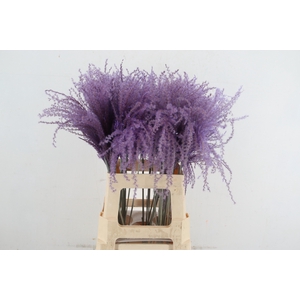 DF Miscanthus 70cm Milka